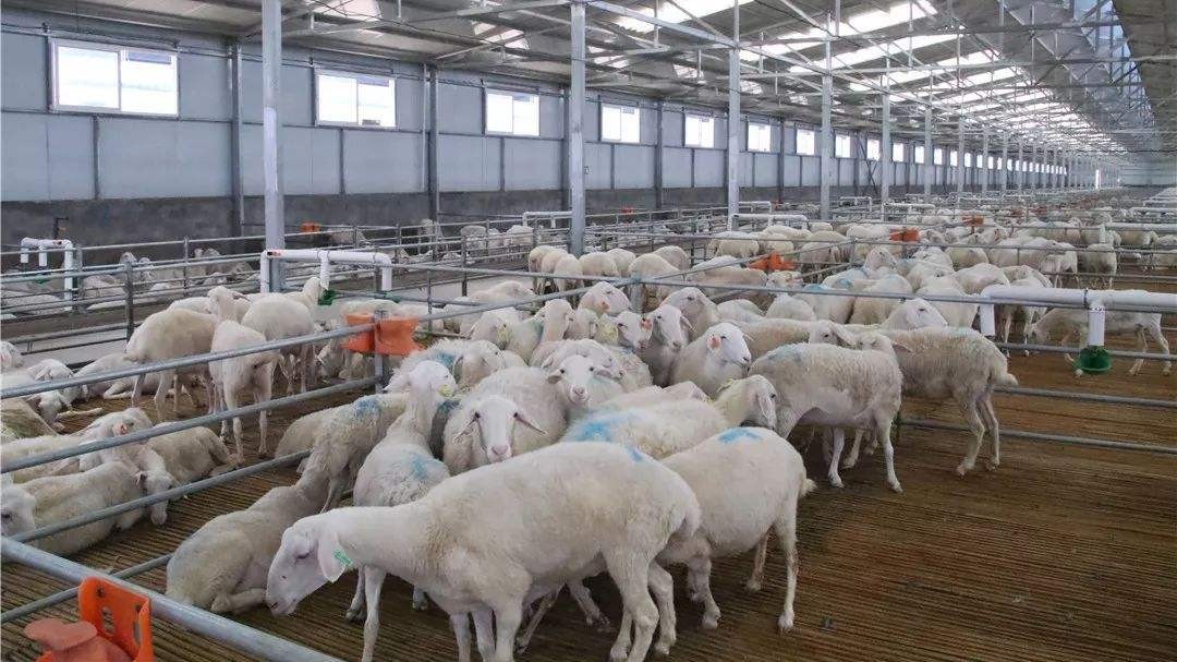 微菌環(huán)境攜手梭梭拉達(dá)種養(yǎng)殖舍，解決養(yǎng)殖舍除臭大難題